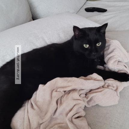 Photo 1/1 Mickey Chat lost in Fully