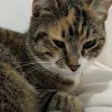 Picture of cat lost at Hyeres