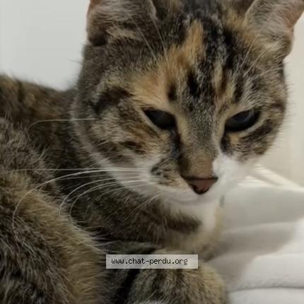 Photo 1/1 Princesse Chat lost in Hyeres