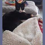 Picture of cat lost at Plouhinec