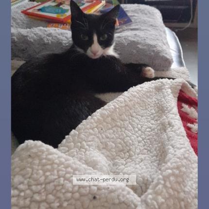 Photo 1/1 All black Chat lost in Plouhinec