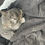 Picture of cat found at Le Coudray