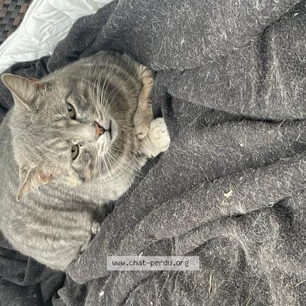 Photo 1/1 Found cat Found in Le coudray