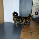 Picture of cat found at Le Grand Luce