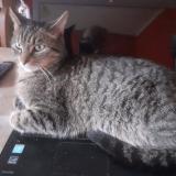 Picture of cat lost at Esneux