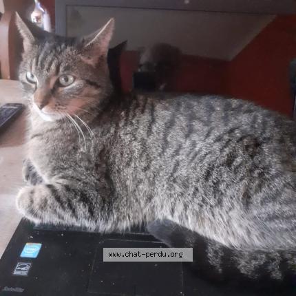 Photo 1/1 SCHADOW Chat lost in Esneux