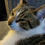 Picture of cat lost at Faches Thumesnil