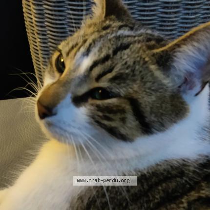 Photo 1/1 Malo Chat lost in Faches thumesnil