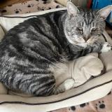 Picture of cat lost at Woluwe Saint Lambert