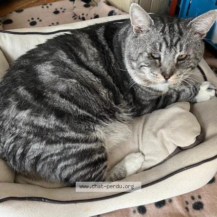 Photo 1/1 Cat reunited Lost in Woluwe saint lambert