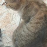 Picture of cat lost at Vitry Sur Seine