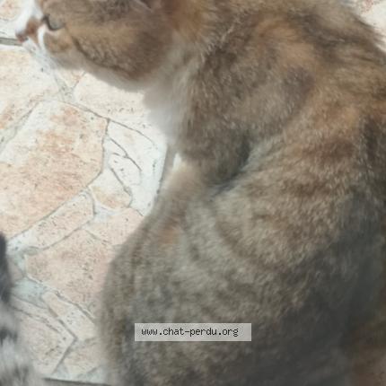 Photo 1/1 Mario Chat lost in Vitry sur seine