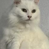 Picture of cat lost at Canet En Roussillon