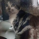 Picture of cat lost at Montigny En Gohelle