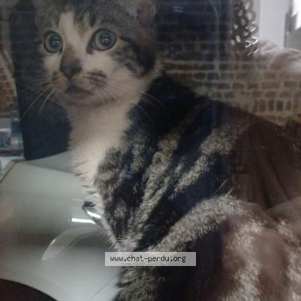 Photo 1/1 cartouche Chat lost in Montigny en gohelle