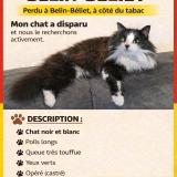 Picture of cat lost at Belin Beliet