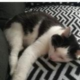 Picture of cat lost at Saint Vincent Sur Jard