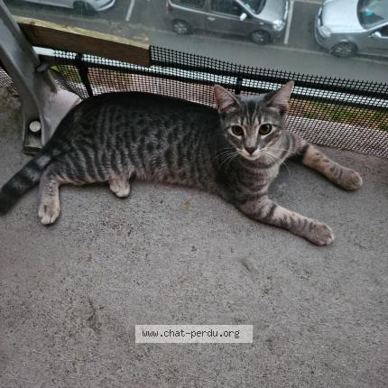 Photo 1/1 Found cat Found in Bruyeres sur oise