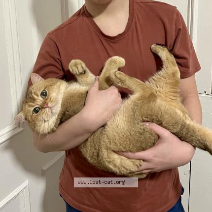 Photo 1/1 Leo Chat lost in Leeds