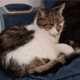 Picture of cat lost at Roncq