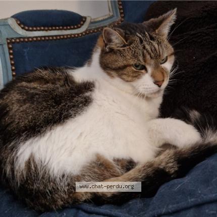 Photo 1/1 Synapse Chat lost in Roncq