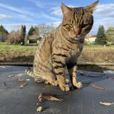 Picture of cat lost at Pouillon