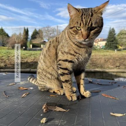 Photo 1/1 Loki Chat lost in Pouillon