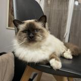 Picture of cat lost at Saint Pierre Les Elbeuf