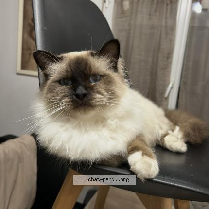 Photo 1/1 Watson Chat lost in Saint pierre les elbeuf