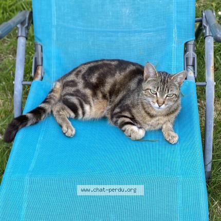 Photo 1/1 sherlock Chat lost in Saint jean de boiseau