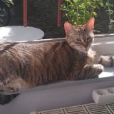 Picture of cat lost at Schiltigheim