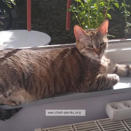 Photo 1/1 Pitichat Chat lost in Schiltigheim