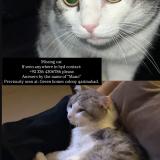 Picture of cat lost at Hyderabad