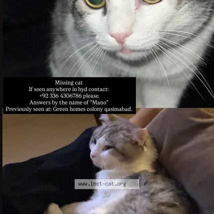 Photo 1/1 Mano Cat lost in Hyderabad