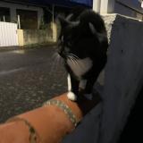 Picture of cat found at Bouguenais