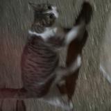 Picture of cat found at Montauban