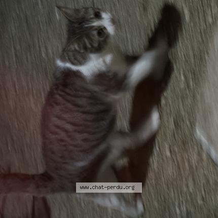 Photo 1/1 Found cat Found in Montauban