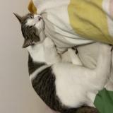 Picture of cat lost at Maraussan