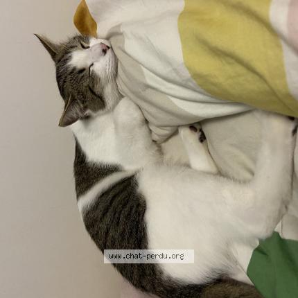 Photo 1/1 Sam Chat lost in Maraussan