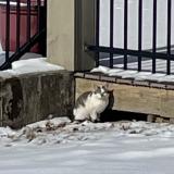 Picture of cat found at Blue Ash