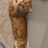 Picture of cat lost at Poitiers