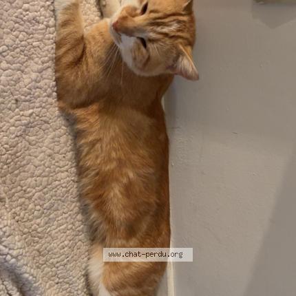 Photo 1/1 winnie Chat lost in Poitiers