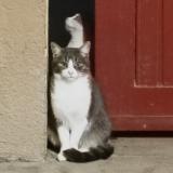 Picture of cat lost at Lacroix Saint Ouen