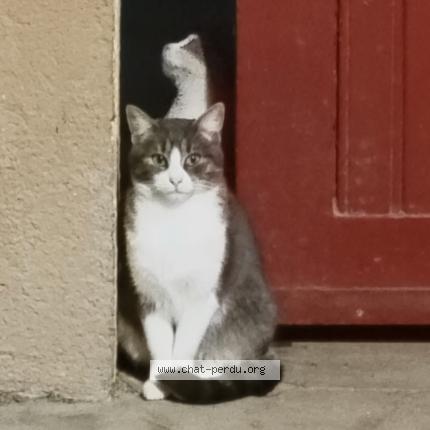 Photo 1/1 Yumi Chat lost in Lacroix saint ouen