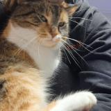 Picture of cat lost at Braine Le Comte