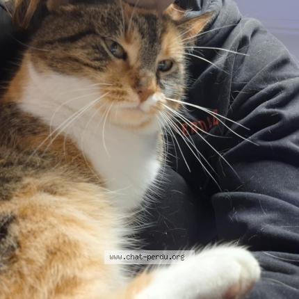 Photo 1/1 Charlotte Chat lost in Braine le comte