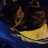 Picture of cat found at Maussac