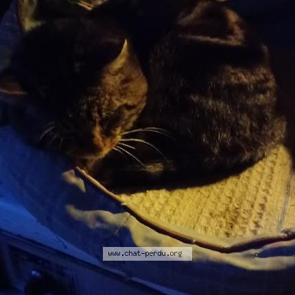 Photo 1/1 Found cat Found in Maussac