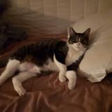 Picture of cat lost at Montreal