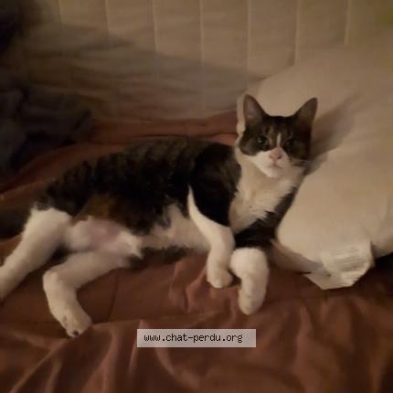 Photo 1/1 Mitsou Chat lost in Montreal